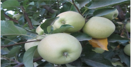 برنامه تغذیه باغات سیب
